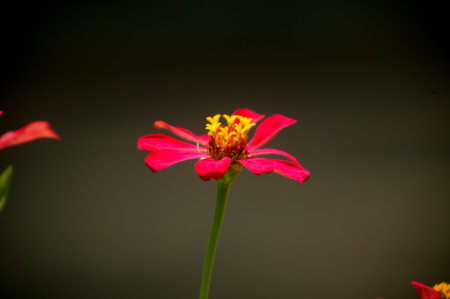 red chrysanthemum flower on the garden