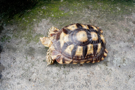 one turtle on the cement floorの写真素材