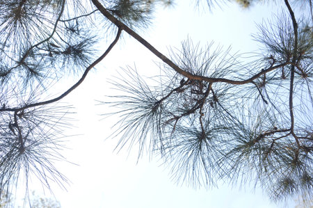 Pinus yunnanensis branches view from the bottom