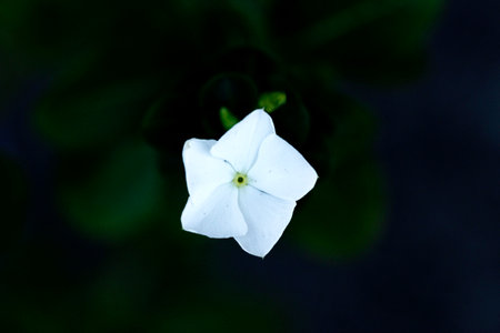 white Vinca Rose against black backgroundの写真素材