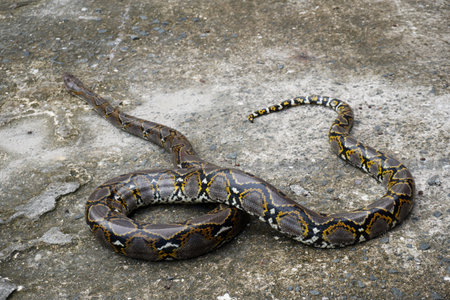 a long python lying on the floor