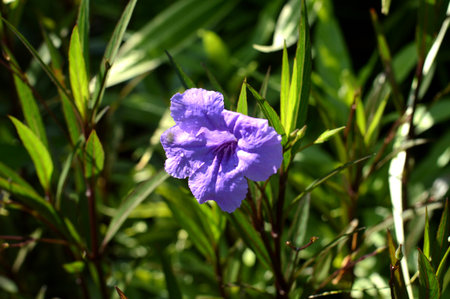 Ruellias or wild petunias. Purple golden flower, (Ruellia Tuberosa) seen above the ruellias purple...