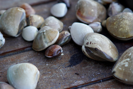 Selective focus of raw kerang kapah (Meretrix lyrata) on board