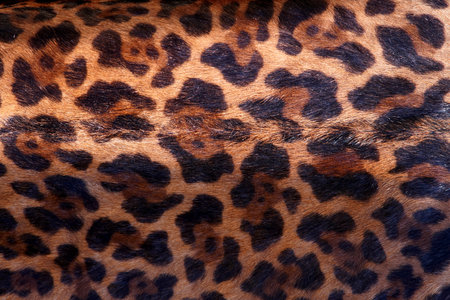 detailed of leopard skin pattern