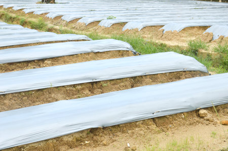 fields covered with plastic mulch forProtects soil from erosion, Maintains soil moisture and...