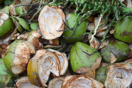 little yellow coconut on white backgroundの写真素材