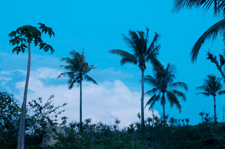 Escape to paradise with this calming tropical scene. Palm trees against a beautiful blue sky create...