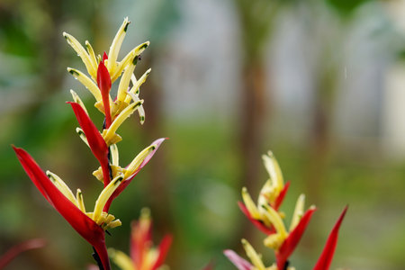 beautiful Heliconia psittacorum plant at the garden