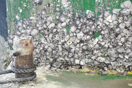 Detailed barnacles texture against vibrant green. Captivating for backgrounds, textures, and marine...
