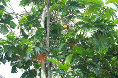 Lush breadfruit tree with bountiful fruit and vibrant foliage. Perfect for concepts of sustainable...