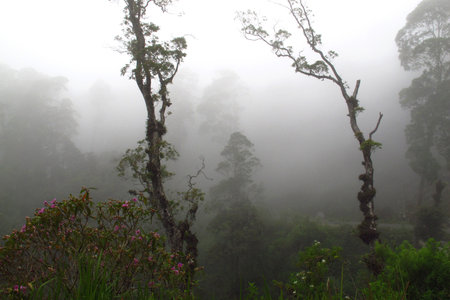 Immerse yourself in this misty forest landscape. Evokes tranquility and peace. Perfect for...