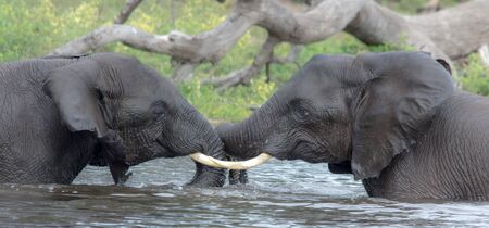 Push me, Pull me...Elephants play in the Chobe river