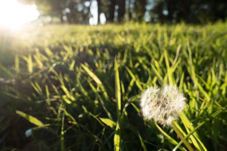 Close view of a dandelion head with bright sunlight.It is on an un mown woodland edge of woodland...