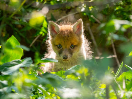 A young fox (vulpes vulpes) cub peers through green foliage with sunlight lighting his fur.Cute.の写真素材