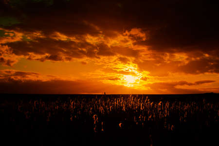 A dramatic orange sun sets over a reed bed with the reed heads back lit in the golden glow.の写真素材