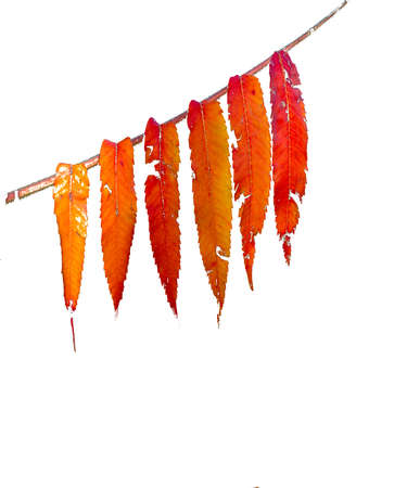 Orange and Red hanging autumn leaves contrasted against a pure white background create a striking contrast image.の写真素材