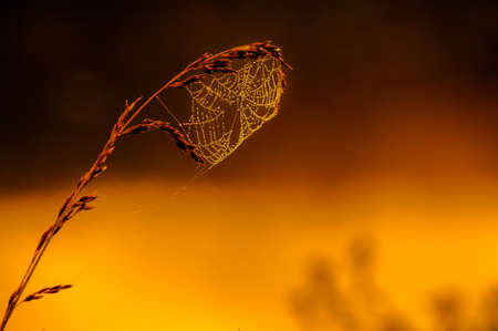 A spider web hangs from a reed and is back lit by golden sunrise light.Morning dew glistens on the web.の写真素材