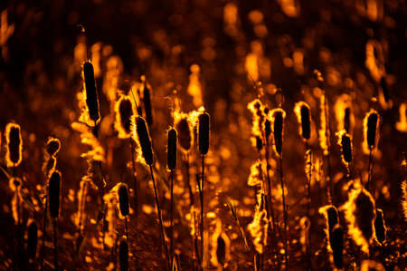 Reed heads stand backlit by a golden sunset in dramatic contrasting light.Imageの写真素材