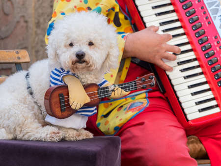 A cute white fluffy dog has been dressed to look as though it is playing a small guitar.The owners accordion keyboard can be seen in background backgroundのeditorial素材