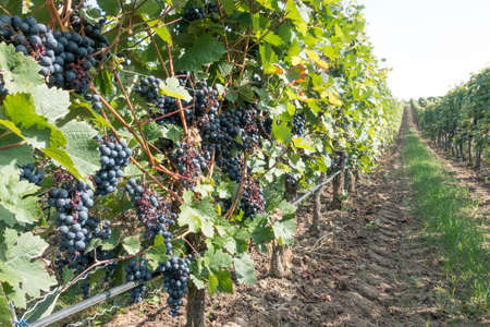 Bunches of dark grapes hang ready for harvesting. More rows of vines lead into the distance