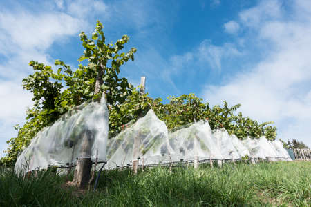 Rows of apple trees in an Italian orchard have been protected with netting fallen into nettingの写真素材