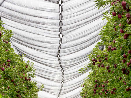 Netting has been placed over rows of apple trees to protect them from birds.Italyの写真素材