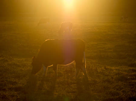Grazing dairy cows have a halo of golden light around them in this early morningの写真素材