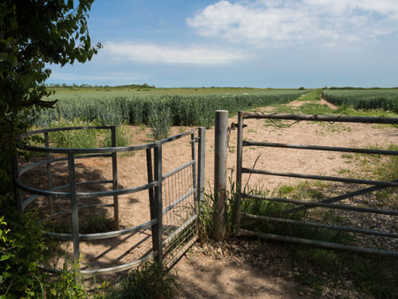 A metal kissing gate is seen leading to field of crops on a blue sky sunny dayの写真素材