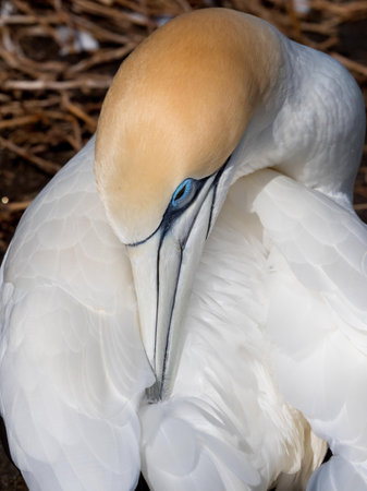 A close head shot of an Australasian Gannet (morus serrator) preening. Striking beak and blue eye. Vertical imageの写真素材