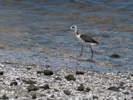 A juvenile Pied Stilt (Himantopus himantopus ) wades in a clear waters edgeの写真素材