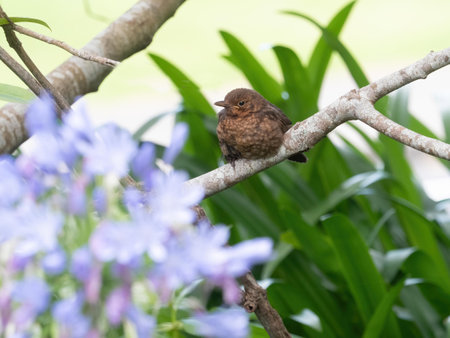 A young blackbird (terdus merula) with downy feathers sits perched on a branch_の写真素材