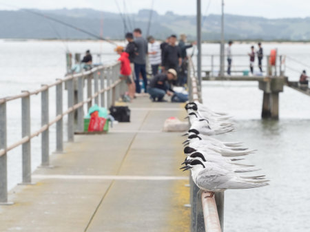A line of white fronted terns (Sterna striata) standing on a railing of a jetty pontoon. Blurred in background are a number of people fishing _の写真素材