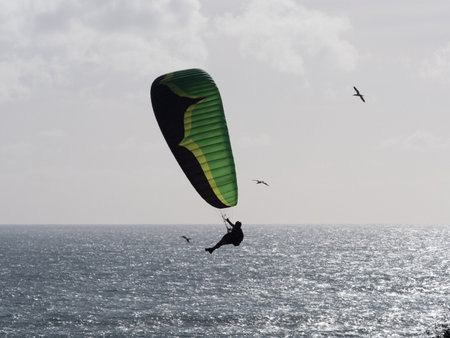 A paraglider flies above an ocean with seabirds around him.Backlit silhouetteの写真素材