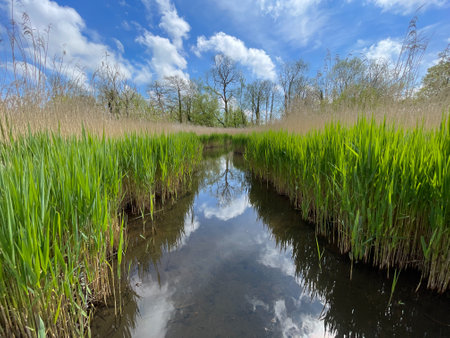 A marshland habitat shows an open water channel surrounded by reeds and trees in background.Blue sky day.Clouds reflectedの写真素材