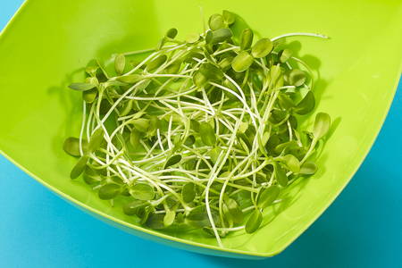 green young sunflower sprouts isolated in green bowlの写真素材