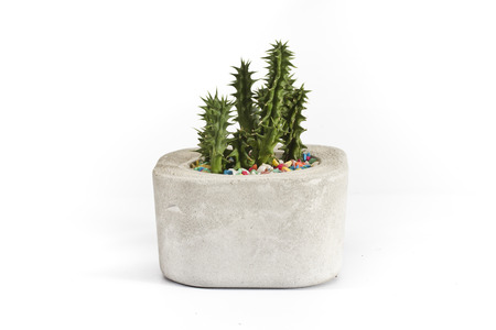 Cactus Isolate on white backgroundの写真素材