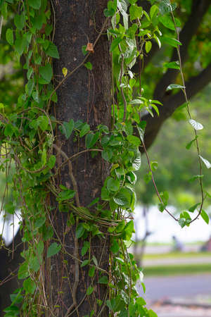 Tree in woods, trunk covered in small vinesの写真素材