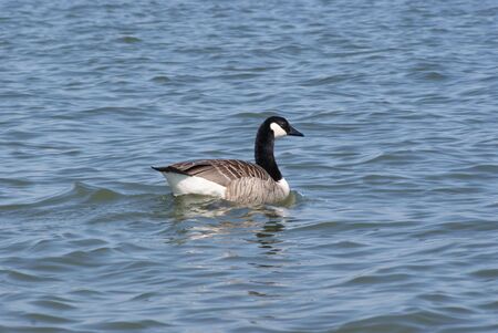 Gooseの写真素材
