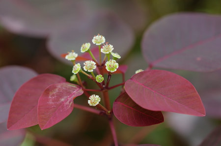 Close up of small white flower on a red leaf in the garden