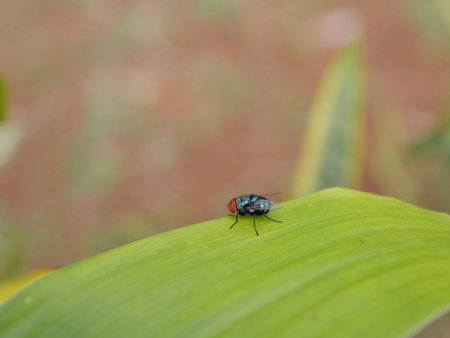 fly on leaf in nature or in the garden or in the parkの写真素材