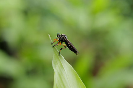A macro shot of a robber fly sitting on a green leaf.