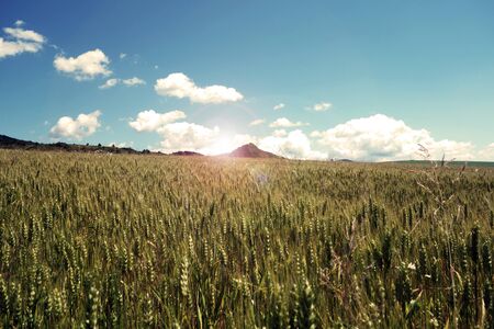 Wheat field illuminated by the sun