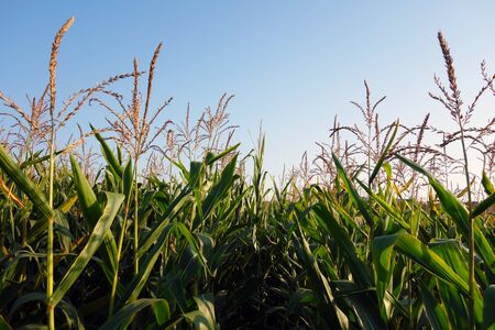 Growing corn on agriculturally fieldの写真素材