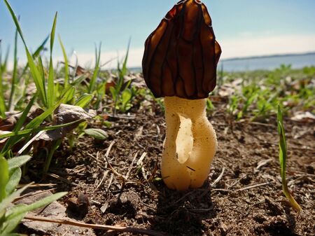 Morels, Morchella esculenta