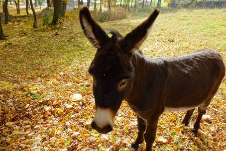 His Majesty the donkeyの写真素材