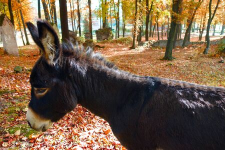 His Majesty the donkeyの写真素材