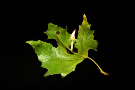 Burning candle on a green leaf floating on water