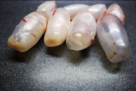 Gas bladder carpの写真素材