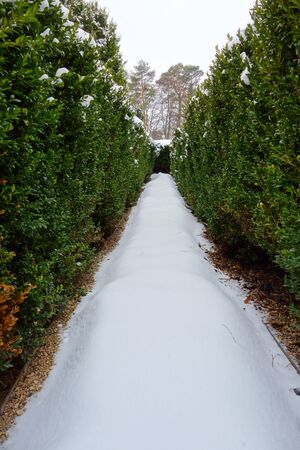 Snowy alley between decorative shrubの写真素材