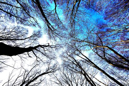 Look into the crowns of treesの写真素材